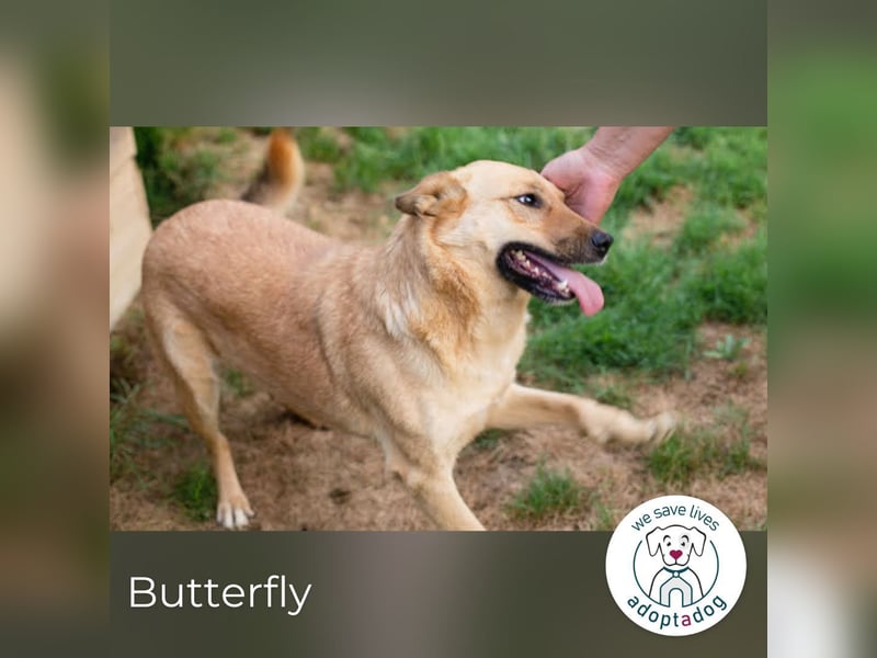Butterfly: Bereit für die Metamorphose