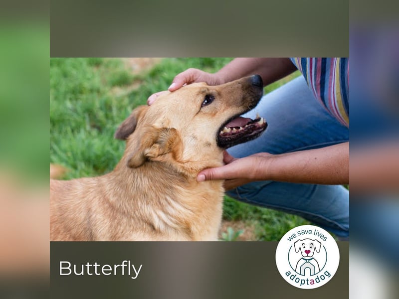 Butterfly: Bereit für die Metamorphose
