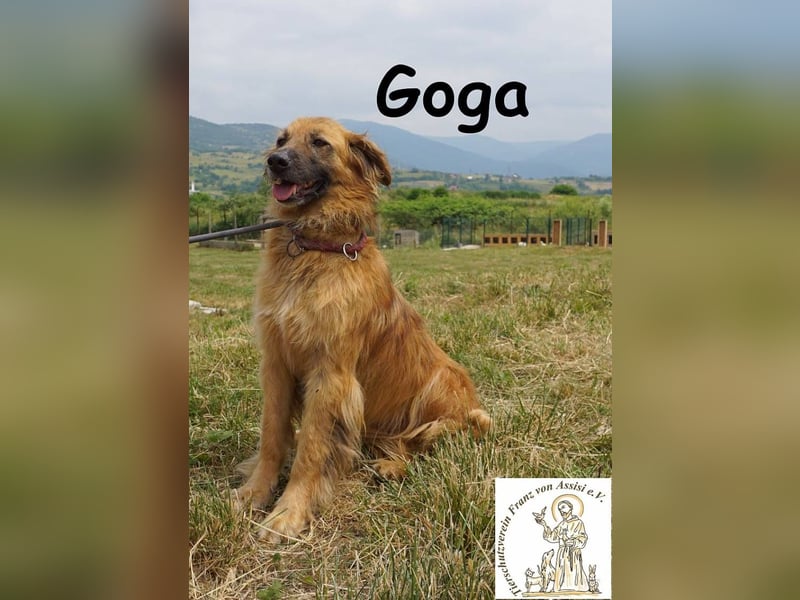 Goga – Außergewöhnliche Schönheit und Eleganz!