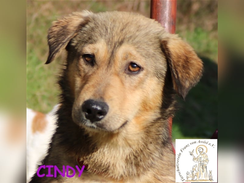 Cindy - das liebe Hundemädchen