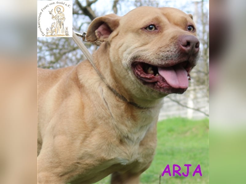 Arja – die tolle Gefährtin