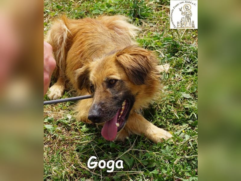 Goga – Außergewöhnliche Schönheit und Eleganz!