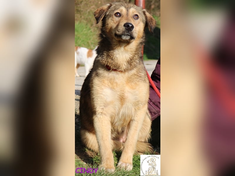 Cindy - das liebe Hundemädchen