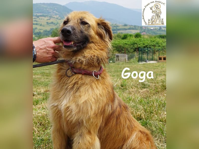 Goga – Außergewöhnliche Schönheit und Eleganz!