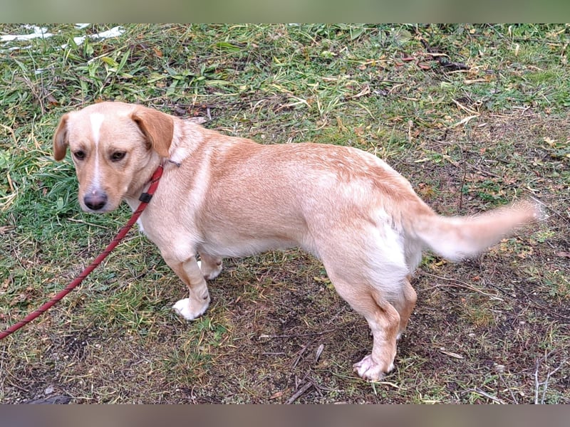 Linda, liebe Hündin 32cm, möchte Rumänien schnell verlassen