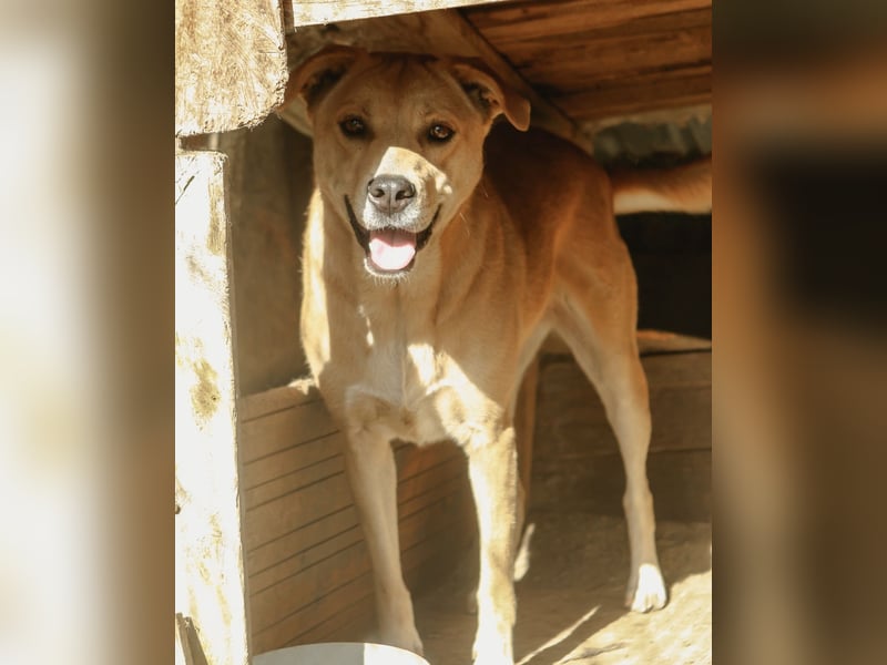 HUNNY, Hündin, 7 Jahre, 53cm, Mischling, Tierschutz