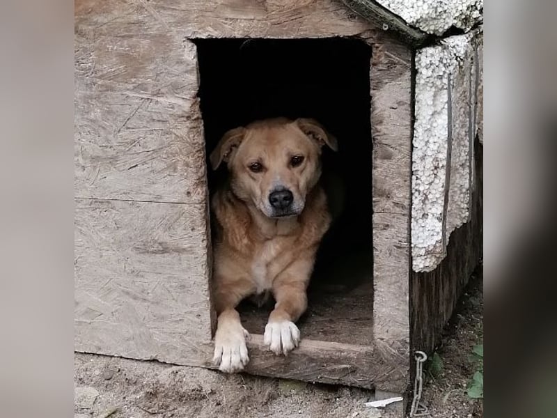 HUNNY, Hündin, 7 Jahre, 53cm, Mischling, Tierschutz