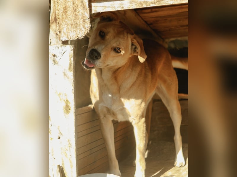 HUNNY, Hündin, 7 Jahre, 53cm, Mischling, Tierschutz