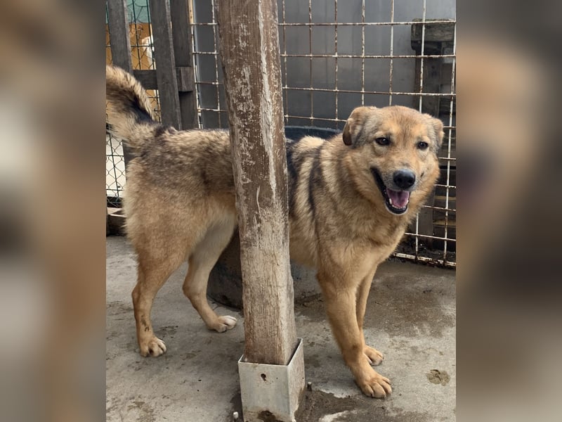 ⭐️SINA⭐️ Hündin, 7 Jahre, 53 cm, Mischling, Tierschutz