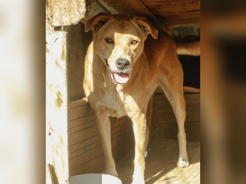 HUNNY, Hündin, 7 Jahre, 53cm, Mischling, Tierschutz