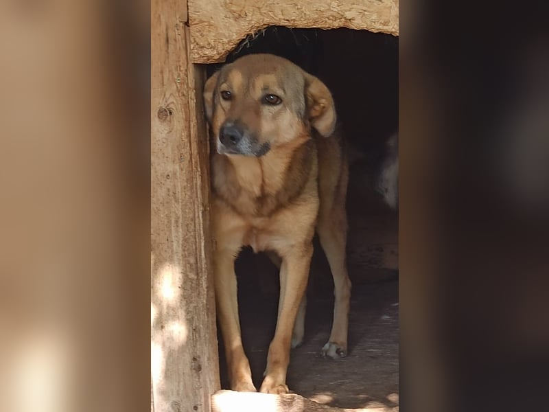 ⭐️SINA⭐️ Hündin, 7 Jahre, 53 cm, Mischling, Tierschutz