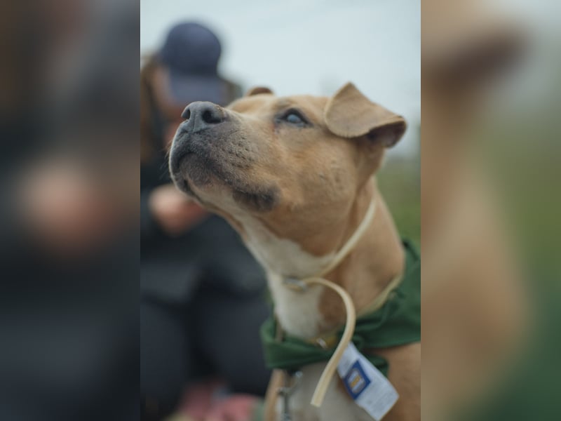 Zelma, treue Begleiterin sucht ihre Menschen