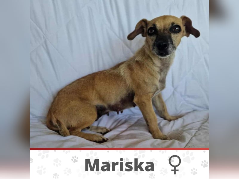 MARISKA ❤ EILIG! sucht Zuhause oder Pflegestelle