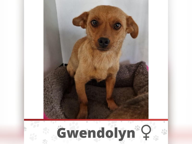 GWENDOLYN ❤️ Eilig! sucht Zuhause oder Pflegestelle