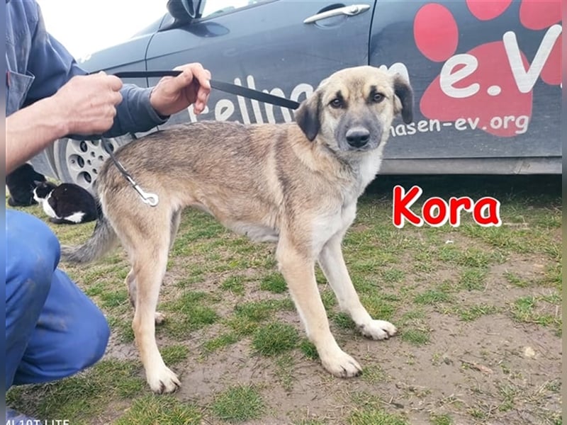 KORA ❤ sucht Zuhause oder Pflegestelle