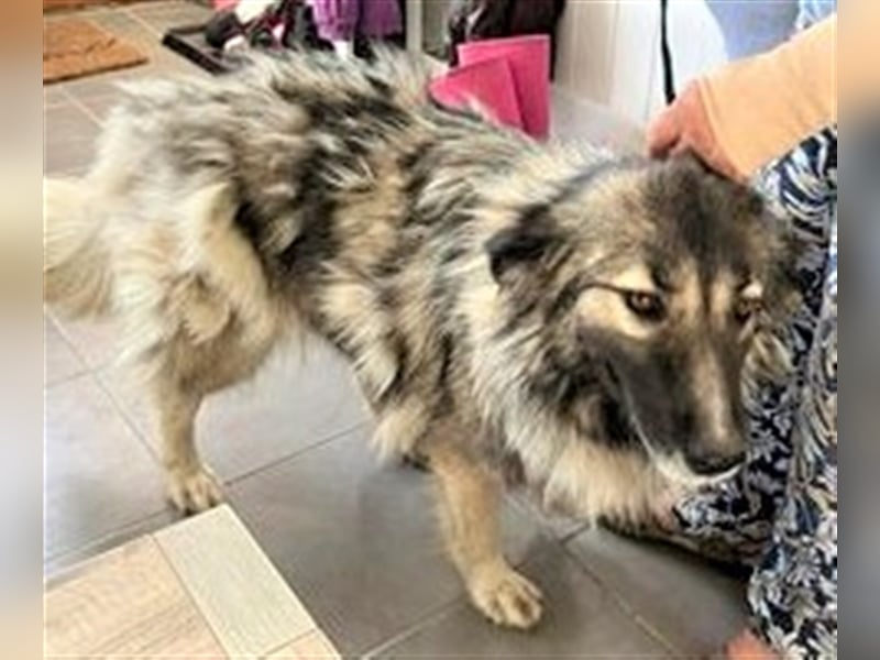 FLUFFY ❤ sucht Zuhause oder Pflegestelle
