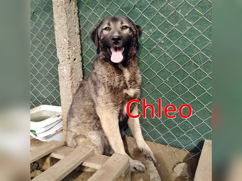 CHLEO sucht liebevolles Zuhause