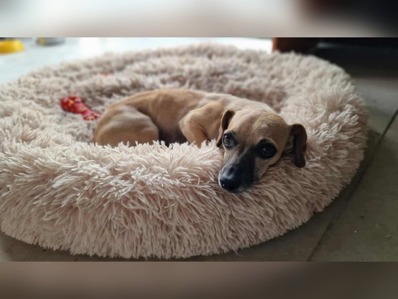 MARISKA ❤ EILIG! sucht Zuhause oder Pflegestelle