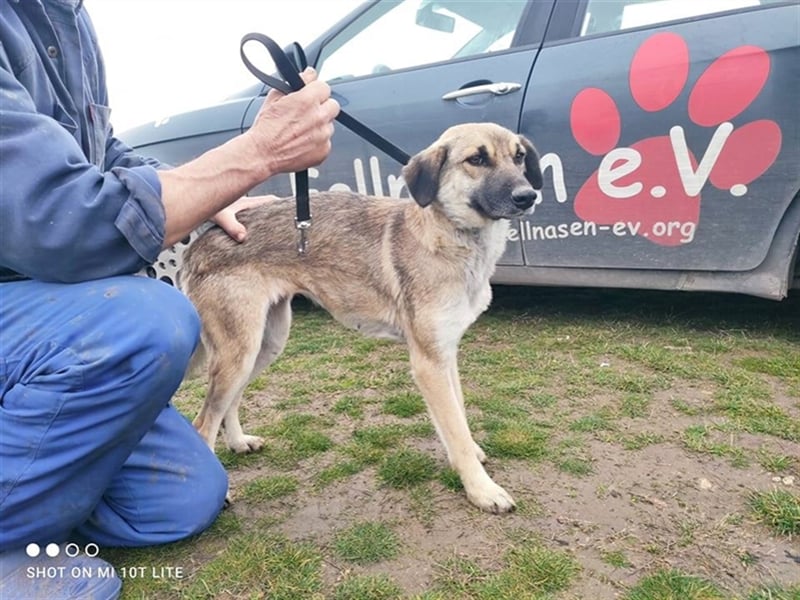 KORA ❤ sucht Zuhause oder Pflegestelle