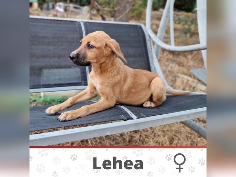 LAHEA ❤️ Eilig! sucht Zuhause oder Pflegestelle