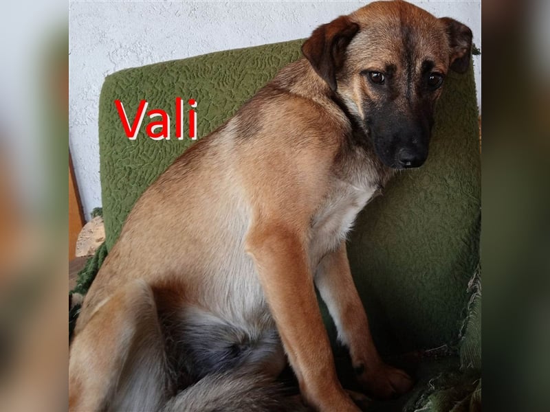 VALI ❤ sucht Zuhause oder Pflegestelle