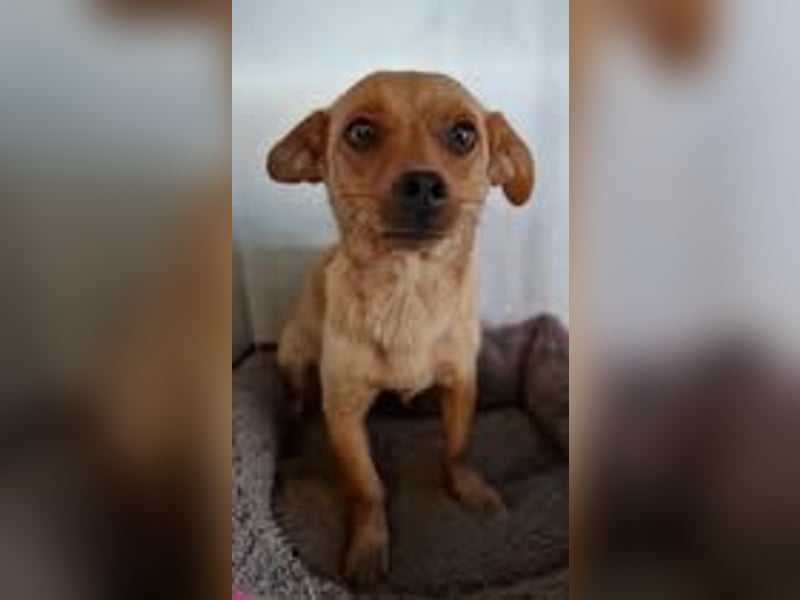 GWENDOLYN ❤️ Eilig! sucht Zuhause oder Pflegestelle