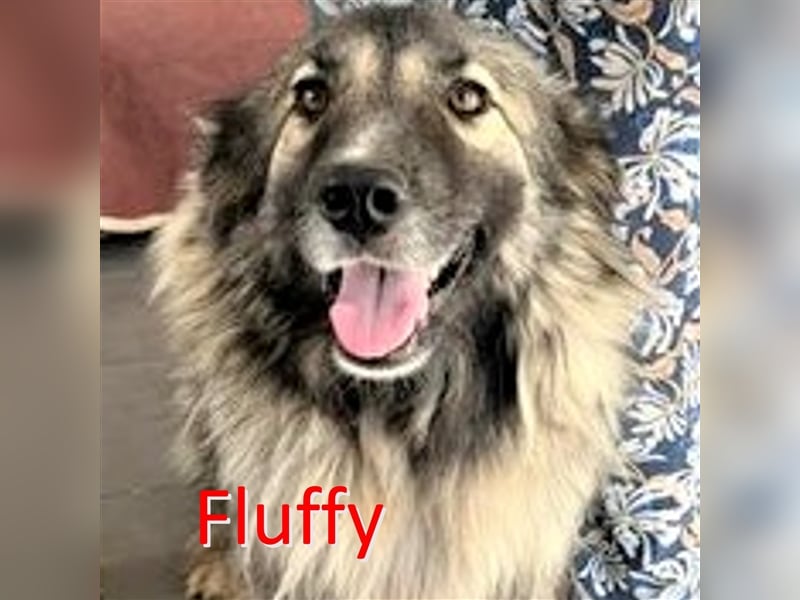 FLUFFY ❤ sucht Zuhause oder Pflegestelle