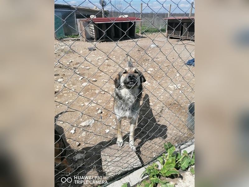 KORA ❤ sucht Zuhause oder Pflegestelle
