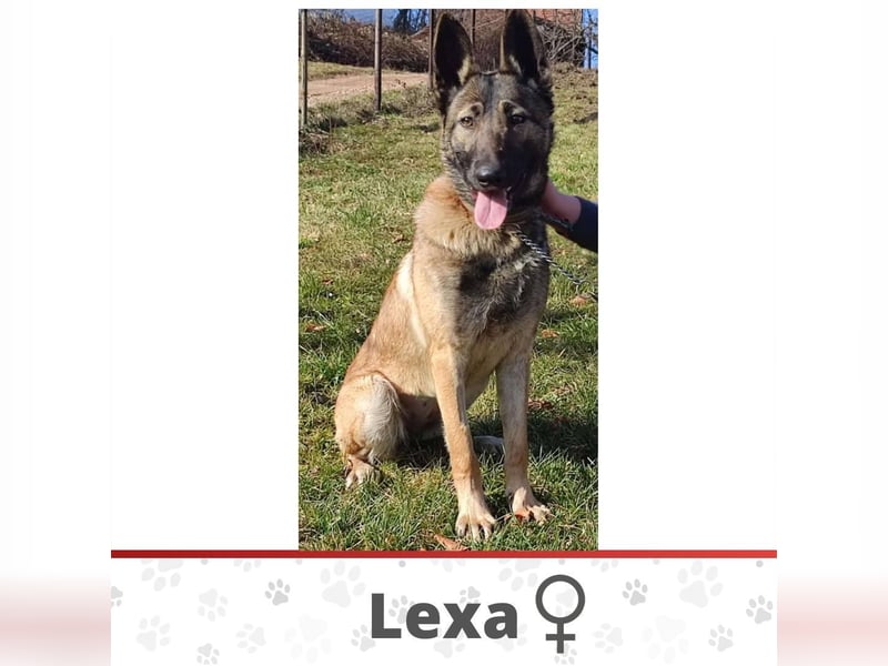LEXA ❤️ EILIG! sucht Zuhause oder Pflegestelle