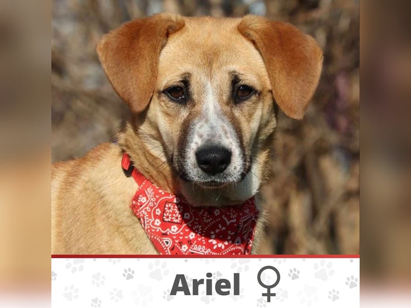 ARIEL ❤  sucht Zuhause oder Pflegestelle