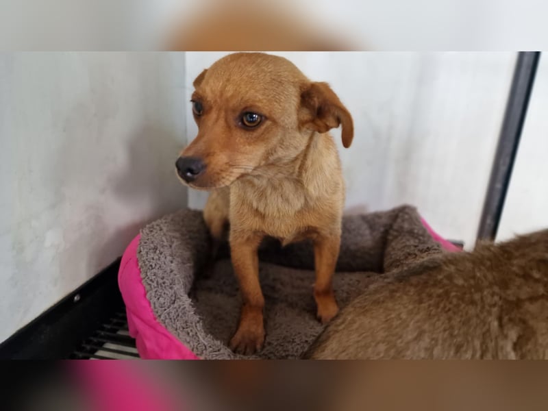 GWENDOLYN ❤️ Eilig! sucht Zuhause oder Pflegestelle
