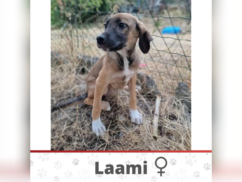 LAAMI ❤️ Eilig! sucht Zuhause oder Pflegestelle