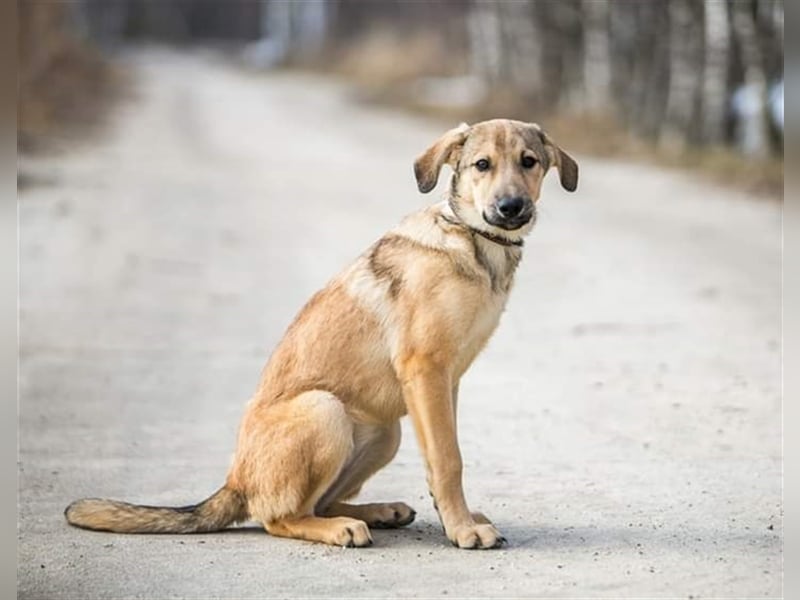 SANDY- ffreundliches Mädchen sucht liebevolle Familie