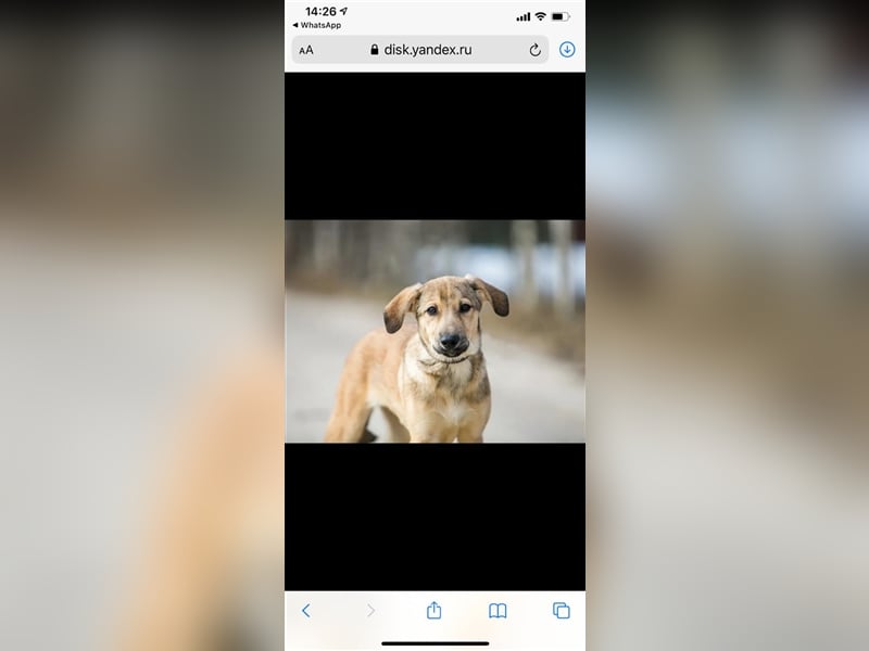 SANDY- ffreundliches Mädchen sucht liebevolle Familie