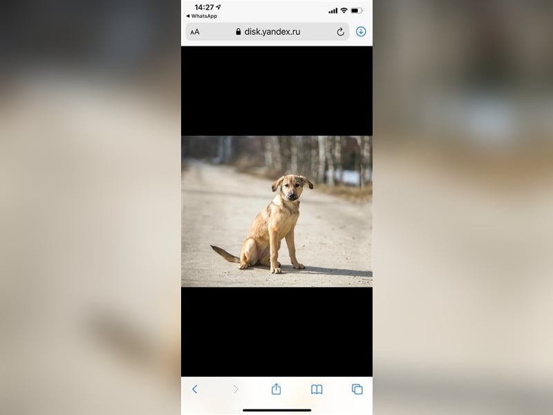 SANDY- ffreundliches Mädchen sucht liebevolle Familie