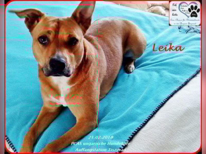Leika