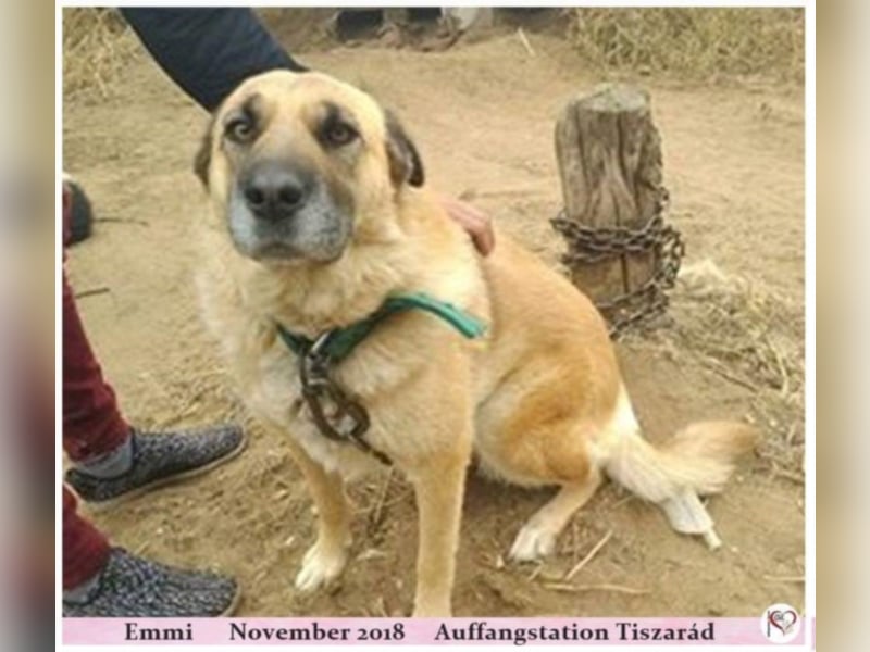 Emmi
