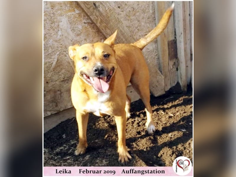 Leika