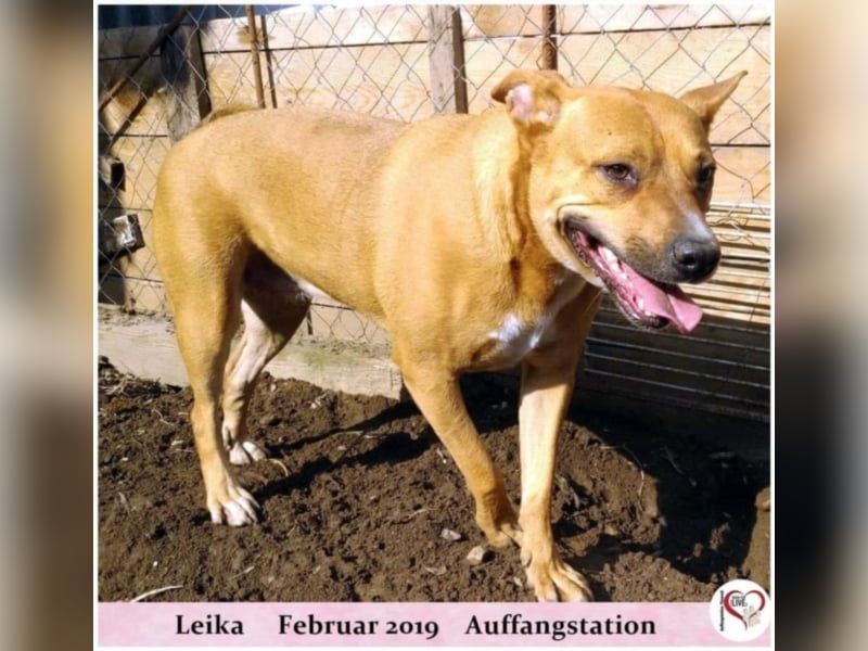 Leika