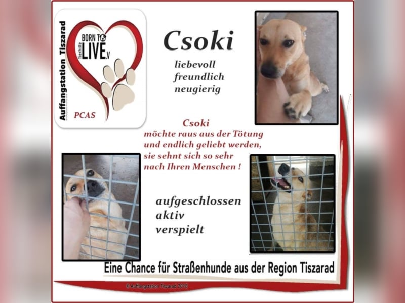 Csoki