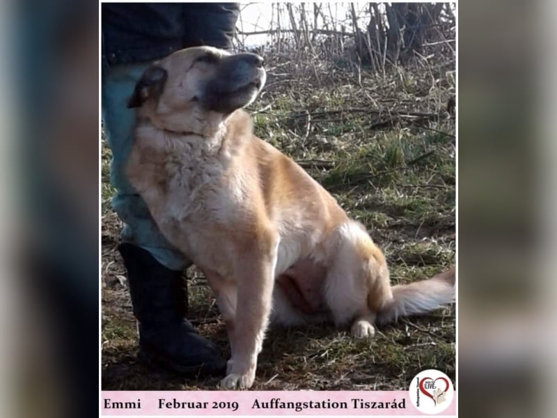 Emmi
