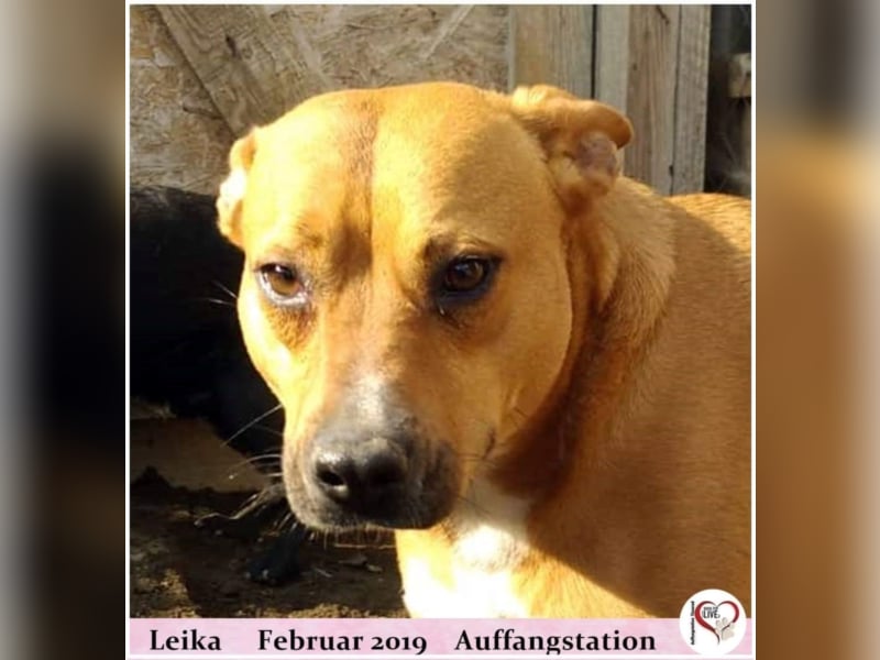 Leika