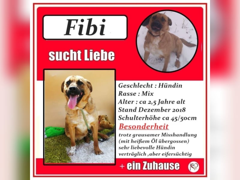 Fibi