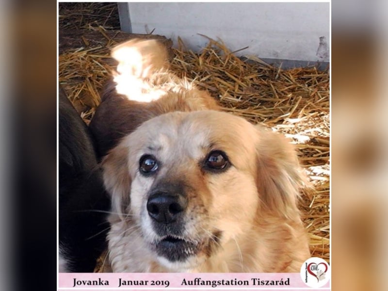 Jovanka
