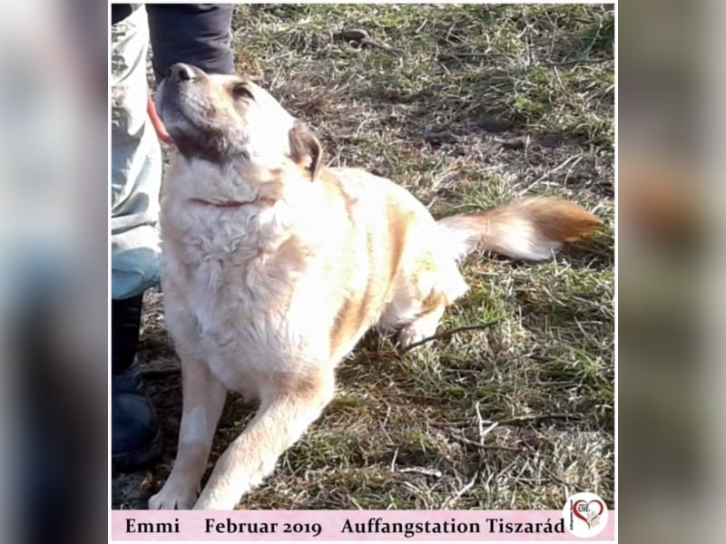 Emmi