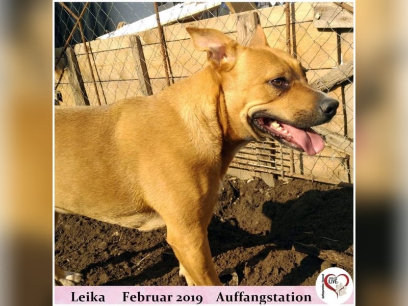 Leika