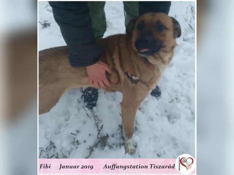 Fibi