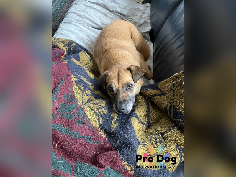 BELLA sucht ihr Glückskörbchen
