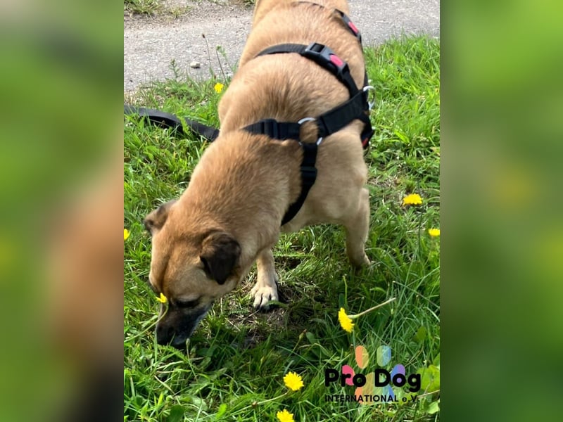 BELLA sucht ihr Glückskörbchen