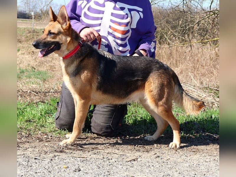 Roxy C59 spielt gerne mit Bällchen